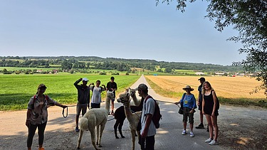 Foto von Jugendlichen mit Betreuern bei Alpaka-Wanderung